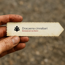 Dracaena cinnabari SEEDS - Dragon blood tree | Socotra dragon