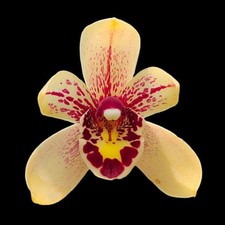 Cymbidium Prakai-Dao 'Orion' 4  Pot 