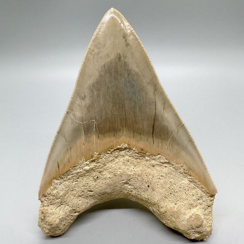 RAZOR SHARP Dente MEGALODON fossile seghettato 4,74" - Spessore Indo Meg inferiore - Foto 8 di 8