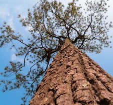 Pinus kesiya / Pinus insularis, Pine Cones, Pinus khasia, Khasyana - 20 Sementes