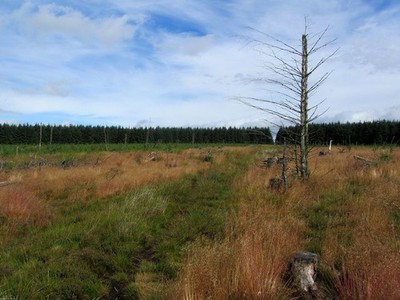 Photo A3 Clearing in the Plantation on Rombalds Moor looking North Addin c2013
