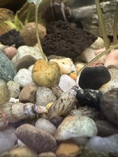 Malaysian Trumpet Snails 40 Cleaner, Feeder, Algae Eaters