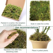 Sphagnum Moss For Growing Terrariums, Reptiles - Carpet Moss - FREE DELIVERY