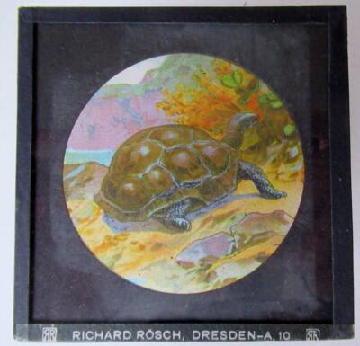REPTILIEN - SCHLANGEN - AMPHIBIEN Magische Laternenrutsche RICHARD ROSCH - DRESDEN