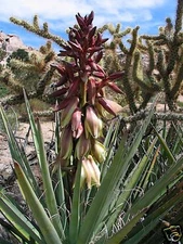 Banana yucca, Yucca baccata, Shrub Seeds (Hardy Evergreen, Edible, Showy)