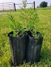 EASTERN RED CEDAR TREES