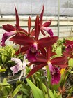 DO  - Cattleya Zip (tenebrosa x milleri), Orchid, rare & spectacular! — photo 2