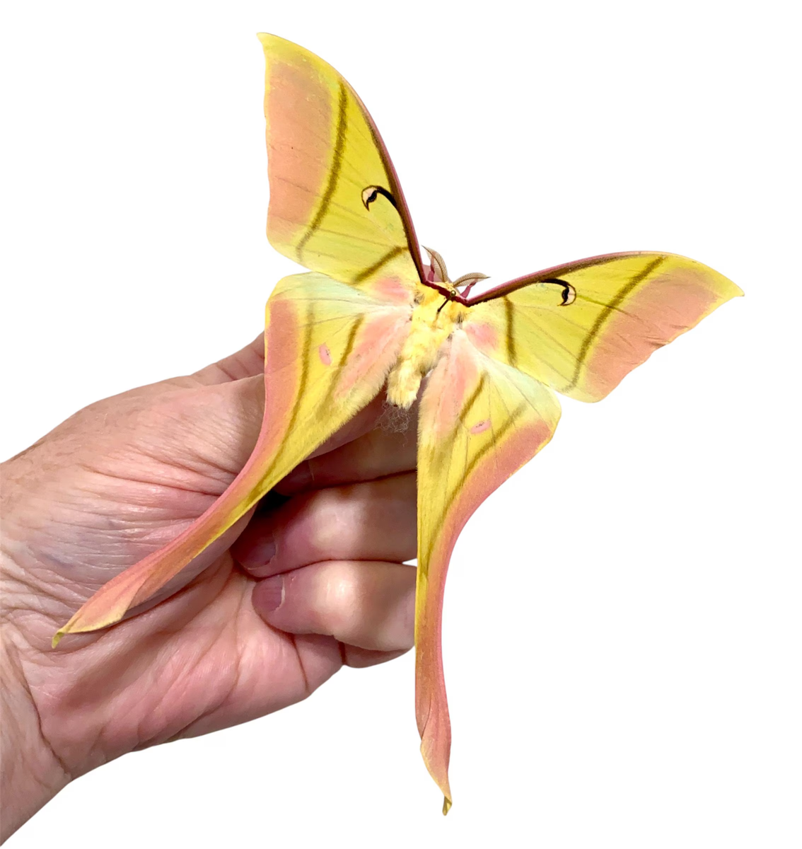 Insect Butterfly Moth Saturniidae Actias rhodopneuma-Pink Spirit
