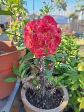 Euphorbia Milii Crown Of Thorns Jumbo Peachy Pink Flowers CUTTINGS  Qty 1