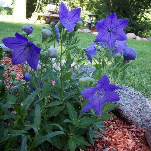 Balloon Flower Blue Seeds (Platycodon Grandiflorus Blue ...