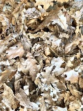 One-Gallon Bag ORGANIC Live Oak LEAF Litter Vivarium -- Dart Frogs, Isopod