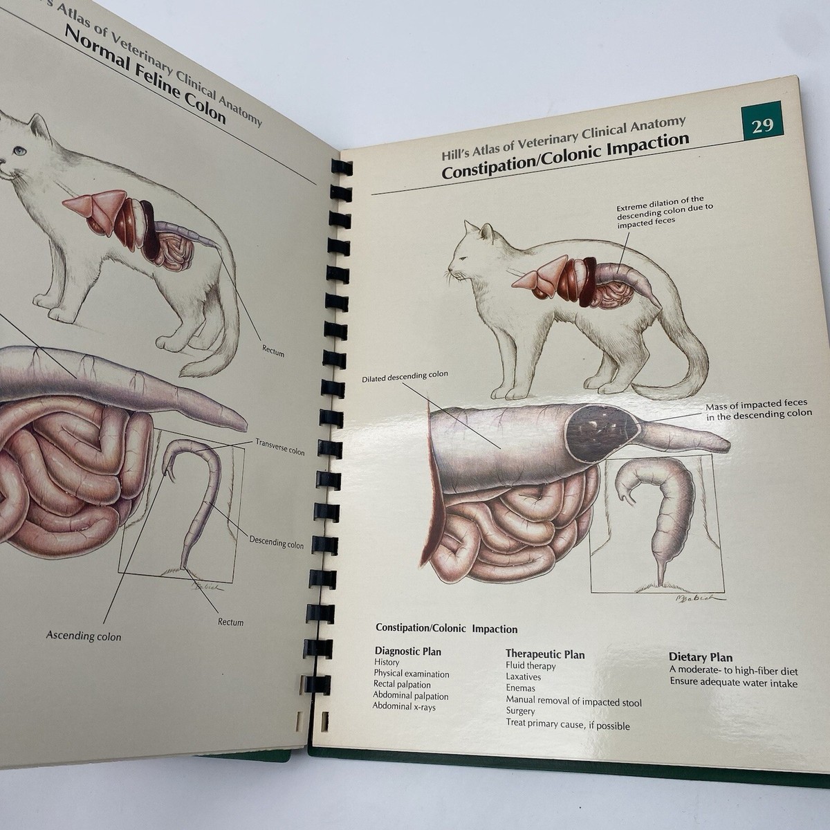 【獣医学】【洋書】ATLAS OF VETERINARY HEMATOLOGY Veterinary Hematology: Atlas of Common Domestic and Non