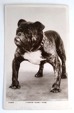 RPPC B5013 Bulldog Champion Rodney Stone Tom Reveley Wantage Real Photo Postcard