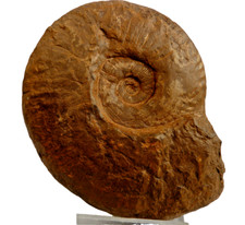 F793H Lias Phylloceras 8 cm furlo - paszport Włochy skamieniałości amonit