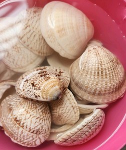 Lot of 40 Natural Clam Shells SNAKESKIN PATTERN!