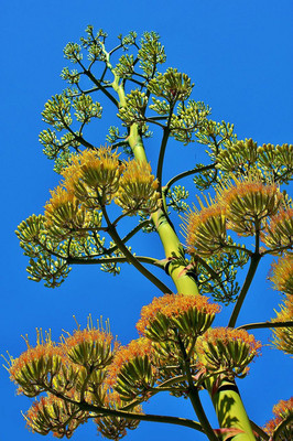 AGAVE AMERICANA, rare succulent century plant seed exotic maguey aloe -15  SEEDS | eBay