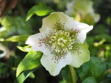 Hellebore  MIX!!! Pink, white, dark, green, HUGE collection Mix  150 SEEDS!