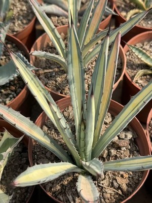Agave macroacantha variegated potted Home Garden beautiful Plants