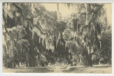 SC Postcard Live Oak Avenue At Brook Green Gardens c1940s vintage linen NN