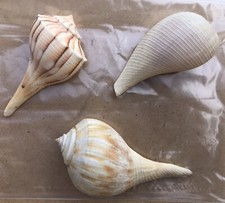 Lot Of 3 Unique Sea Shells  Collection Tank Or Home Decor (6”x6” Background)