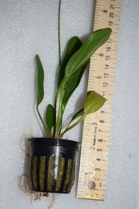 Potted Kleiner Bar Echinodorus Kleiner Bar - You get 1 ...