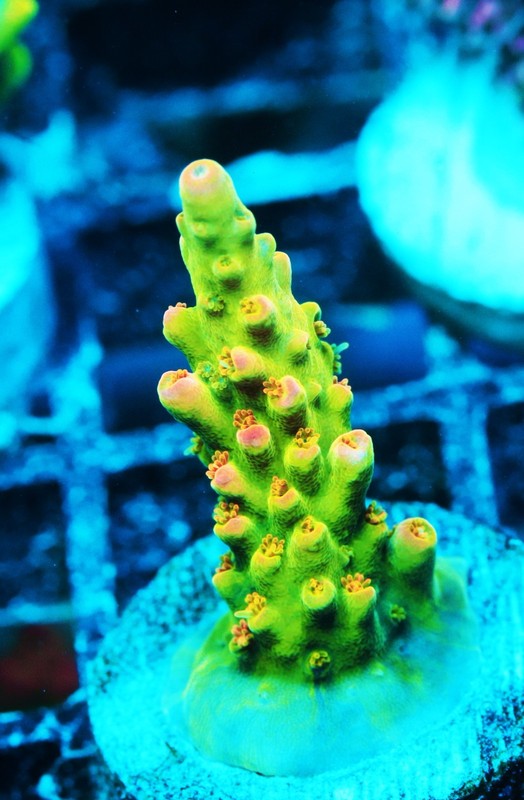 WWC Snow Dragon Acropora Frag Zoanthids Zoa Paly SPS LPS Corals, WYSIWYG