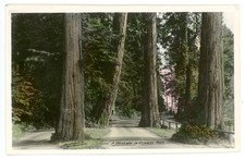 Driveway Stanley Park B.C. Canada © 1919 F Gowen 1920 Gowen Sutton Co RPPC