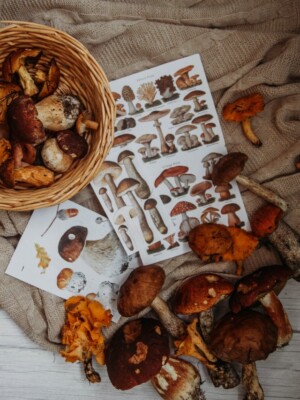 MUSHROOMS *2X3 FRIDGE MAGNET* FUNGUS PORTOBELLA SPORES MORELS TRUFFLES FOREST