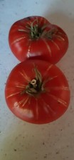 10 Graines De Tomate Maréchal victoire Bio