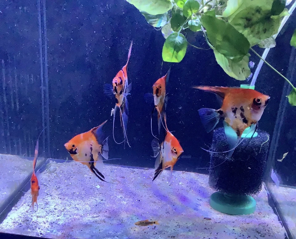 6 Select Koi Angelfish  Pre Breeder Colony Free overnight shipping - Image 3 of 4