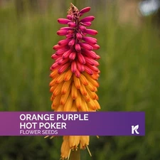 25 Orange Purple Hot Poker Plant Seeds (Kniphofia Uvaria)
