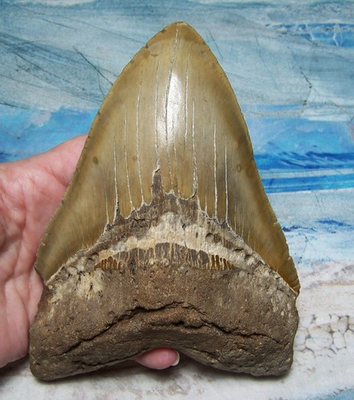 #ad MEGALODON Shark Tooth 5 7 8quot; sharks teeth BEAST fossil REAL megladon SERRATED $309.00