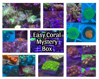BUY2GET1 FREE Easy Live Mystery Coral - Zoas, Leathers, SPS, LPS, No Duplicates!
