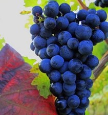 Weinrebe Muscat bleu 80-100cm - Vitis