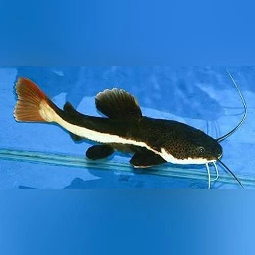 Redtail Catfish 1.5-2.0” – Live South American Predator Freshwater Aquarium Fish - Image 2 of 2