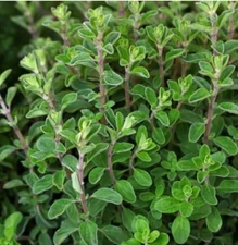 MARJORAM SWEET Herb Garden Medicinal Culinary Perennial Non-GMO 1000 Seeds!