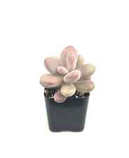 Pink Moonstone Succulents Pachyveria Oviferum Roseum 