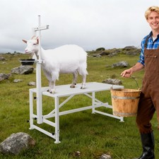 600Lbs Goat Stand with Feed Bin, Goat Milking Livestock Stand for Sheep Trimming