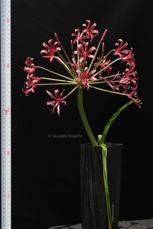 Nerine laticoma subsp huttoniae LARGE BRUNSVIGIA BLOOMS amaryllis EXTREMELY RARE
