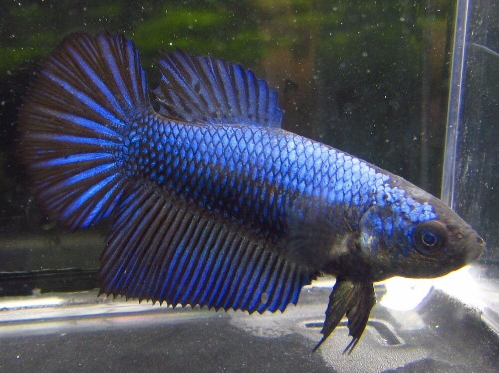 buy live freshwater fish online