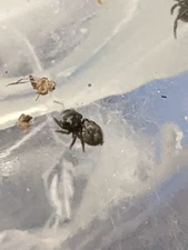 jumping Spider  - audax "BABY"  8 week old. Easy to care for  !! NEW !!