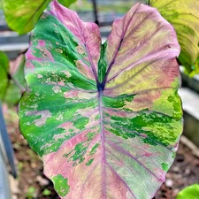 Colocasia Live Bulb Phetphethai Tuber New Hybrid Free Phytosanitary Certificate