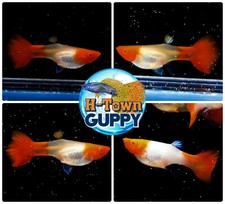 FEMALE ONLY - Live Aquarium Guppy Fish High Quality - Abino Red Koi - USA Seller