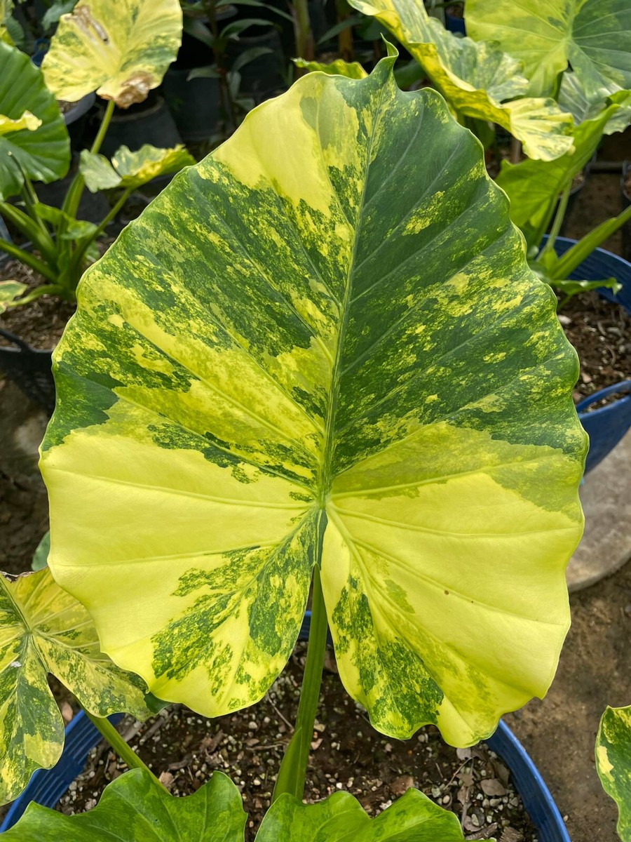 Alocasia gageana Aurea Variegated Free Phyto Cert. | eBay