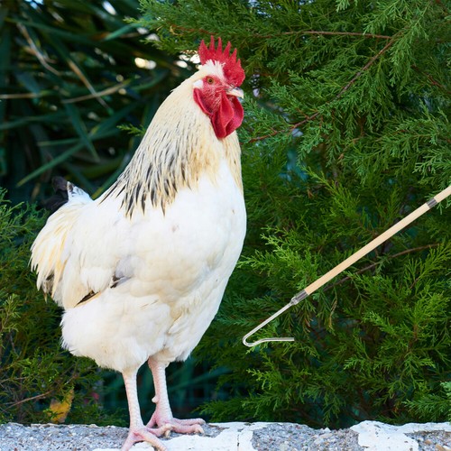 Chicken Catcher Hook Chicken Catching Pole Poultry Handling Ideal For Chicken - Picture 12 of 12