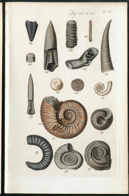 1852 Original Sowerby Conchological Manual Antique Shell Engraving Ammonites