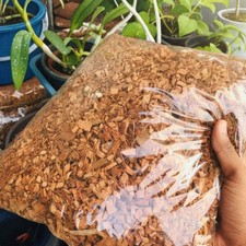 Coconut Husk Chips 100 Natural Dry Ceylon Organic Orchids And Anthurium Growing
