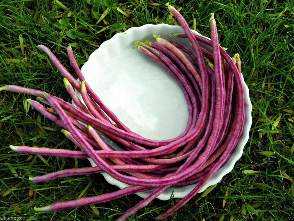 Mosaic Yard Long Bean Seeds - 80+ Count - For 2026 Planting Purple