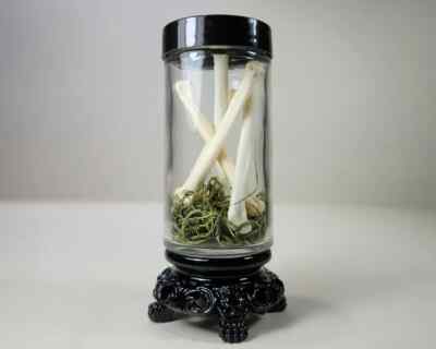 Large Coyote Toe Bones in Curio Jar, Oddities and Curiosities, Canis Latrans