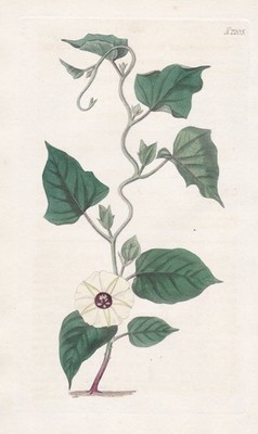 Convolvulus Bicolor Winde morning-glory Guinea engraving Kupferstich Curtis 2205